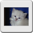 Hembra Blue Point Lynx - RESERVADA