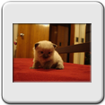 Macho Seal Point - RESERVADO