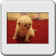 Macho Blue Point Lynx - RESERVADO