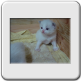 Macho Blue Bicolor N 1 - RESERVADO