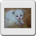 Macho Blue Bicolor N 2 - RESERVADO