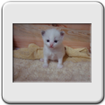 Hembra Blue Bicolor - RESERVADA
