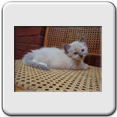 RESERVADO - Macho Mitted Blue